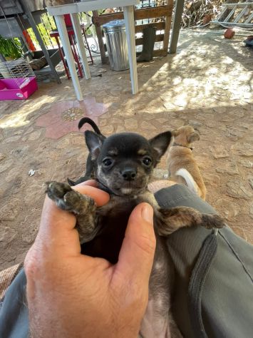 Cuccioli di Chihuahua 🐶 - Foto 4