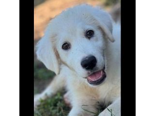 NATAN meraviglioso cucciolo in adozione