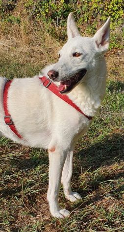 OFELIA, cagnolina composta, raffinata e sensibile - Foto 7