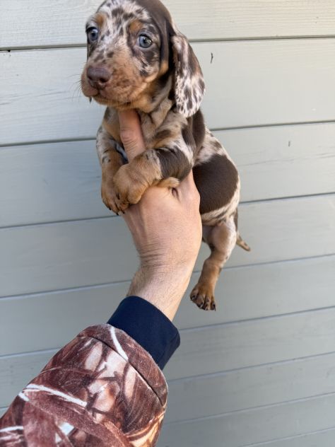 Cuccioli di Bassotto Arlecchino - Foto 6