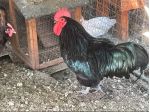 Galline ornamentali, Galli, pulcini e uova feconde.