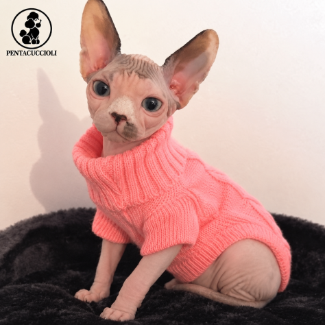 Gattini Sphynx maschi e femmine disponibili -PAGAMENTO RATEALE - Foto 2