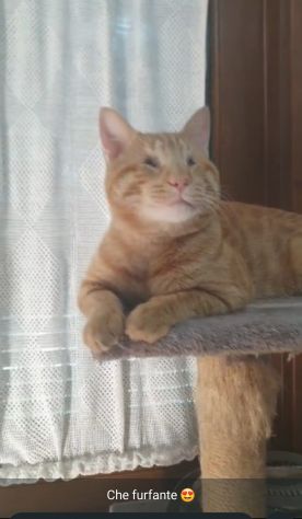 regalo gattino