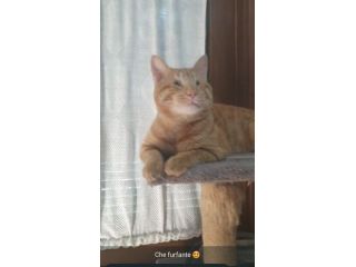 regalo gattino