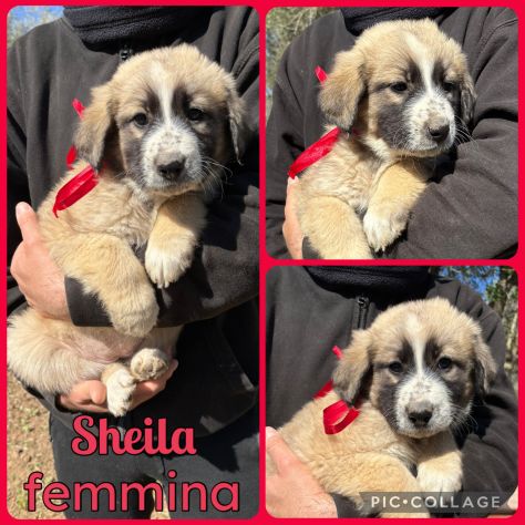 Regalo cuccioli meticci - Foto 2