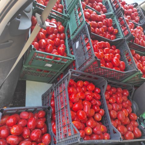 Pomodori da salsa non trattati, coltivati nel mio orto. - Foto 2