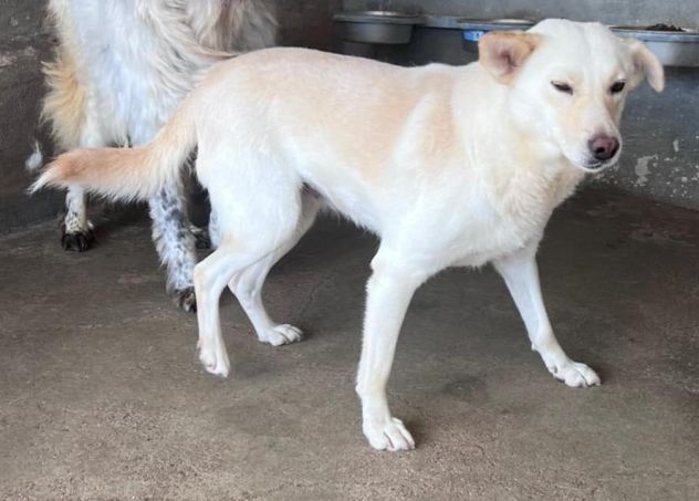 BLANGE CAGNOLINA IN ADOZIONE - Foto 4