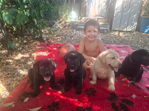 Disponibili cuccioli di labrador - Foto 8