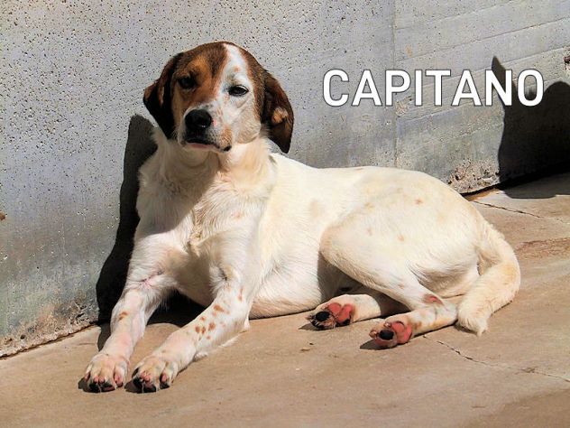 Capitano buono e tranquillo - Foto 5
