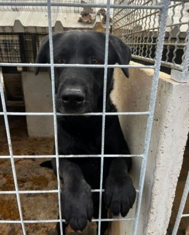 SIRIUS MIX LABRADOR CANE IN ADOZIONE - Foto 5