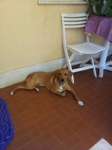 ARIEL E MINNIE, dolcissime e giovani cagnoline - Foto 3
