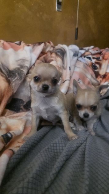 Chihuahua piccoli - Foto 5