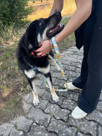 Bellissima cucciola taglia media grande!! - Foto 4