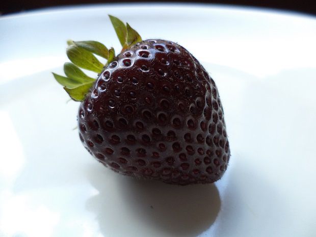 Fragola scura Annelie