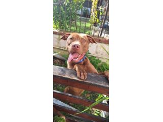 Principe bellissimo pitbull red noise