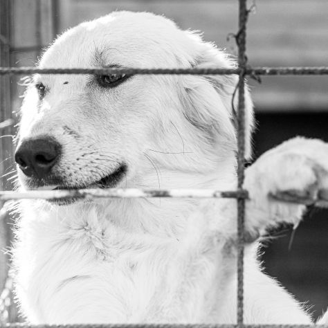 Shiro e Scooby 2anni ed invisibili in canile.NAPOLI - Foto 2