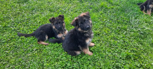 Cuccioli pastore tedesco pelo lungo - Foto 6