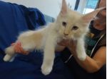 Gatti razza Maine Coon
