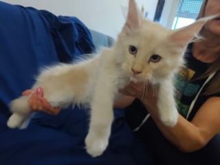 Gatti razza Maine Coon