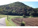 Bosco in vendita a Arcugnano