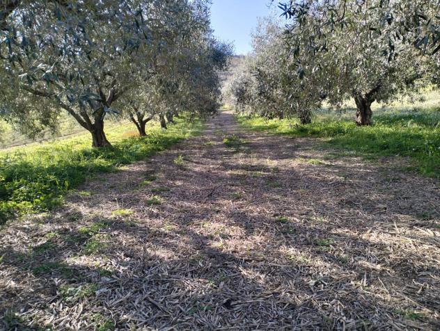 Terreno in vendita a Caltagirone - Foto 4