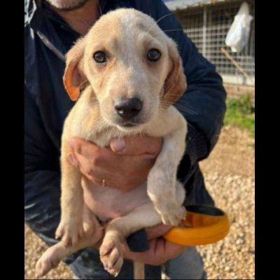 SALLY COCCOLINA AMOROSA, CUCCIOLA IN ADOZIONE - Foto 2