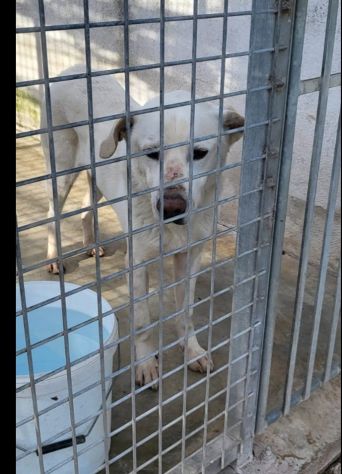 Rino x 7anni H24 CON LA MUSERUOLA ..ma come si fa? CASERTA - Foto 2