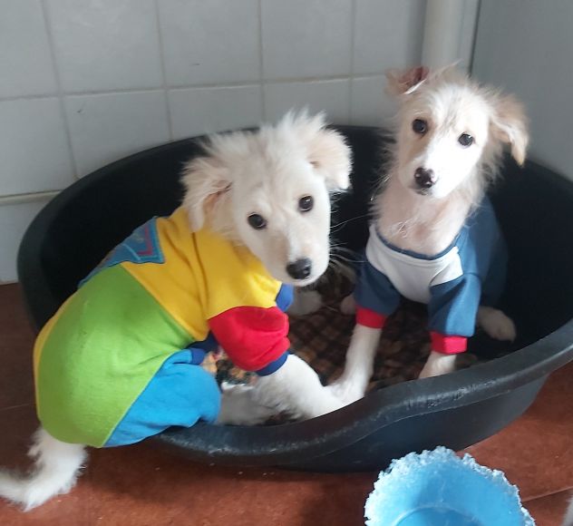 Dolcissimi cuccioli di taglia media cercano casa - Foto 4