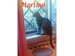 MARTINO, dolcissimo micio in adozione