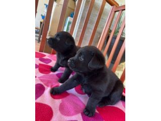Cuccioli di Labrador Retriever con Pedigree