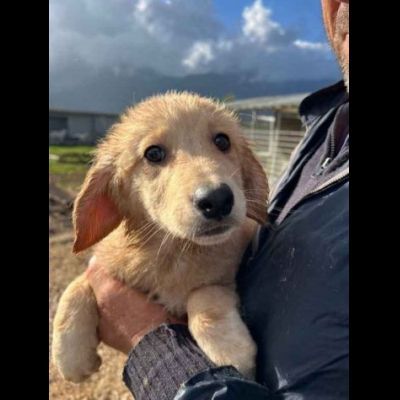 RUPERT ADORABILE CUCCIOLO IN ADOZIONE