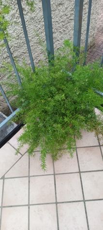 PIANTE ASPARIGINE - Foto 7