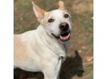 WHITE una vita buttata, simil pastore svizzero cane in adozione tg media