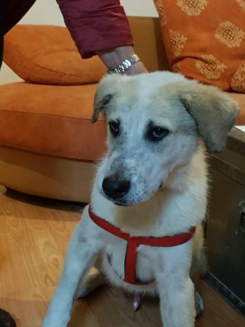 MANNY, splendido cucciolone - Foto 2