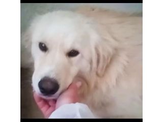DEA GIOVANE E BELLISSIMA CAGNOLINA IN ADOZIONE