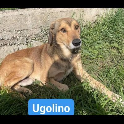UBALDA E UGOLINO CAGNOLINI IN ADOZIONE - Foto 5