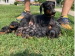 Cuccioli di Bassotto