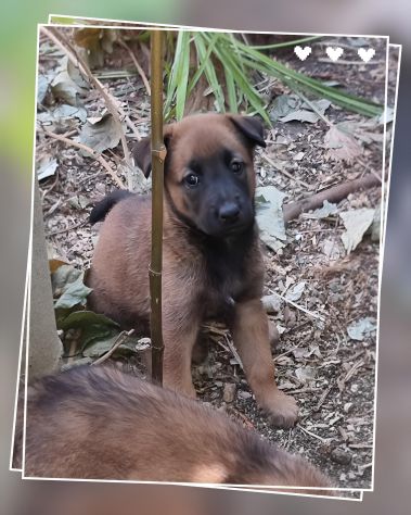 Cuccioli Allevamento Pastore Belga Malinois Catanzaro Calabria - Foto 5