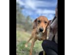 DIAMANTE SOCIEVOLE DELICATO CANE IN ADOZIONE  TG CONTENUTA