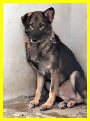 ALBERTO, SPAVENTATO SIMIL LUPETTO CERCA CASA - Foto 2