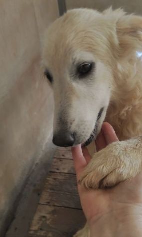 CUCCIOLO IN ADOZIONE: DUCCIO
