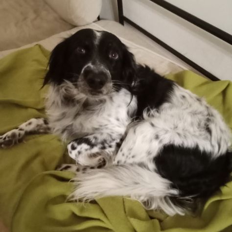 Betty simil Setter 2anni salita mesi fa FERRARA - Foto 2