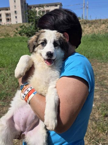 Avena cucciola - Foto 4