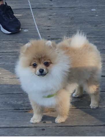 Disponibile maschio spitz di pomerania nano per monta. - Foto 5