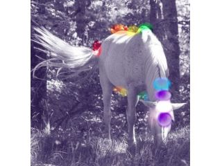 I Chakra negli Animali: corso online di riequilibrio energetico