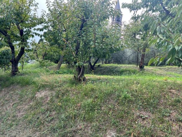 Uliveto in vendita a Castegnero - Foto 5