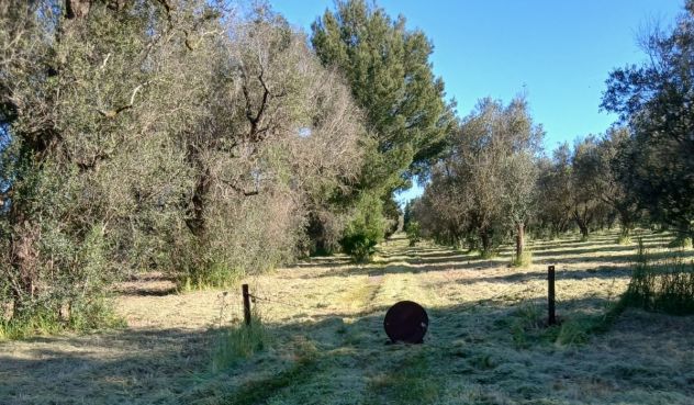 Uliveto da 1.86 ha - a Sud di Brindisi - Foto 9