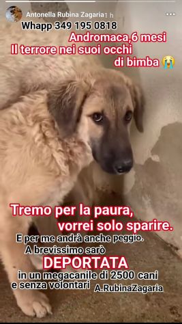 ANDROMACA CUCCIOLA IN ADOZIONE - Foto 6