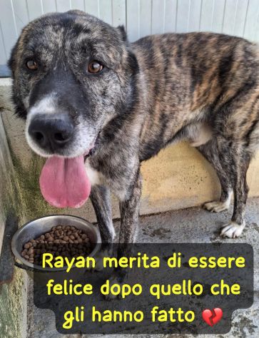 RAYAN 6 ANNI taglia media grande - Foto 7