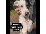 Cagnolini in adozione: RINGO ROMOLA BELLA FREDDY PABLO MONDO